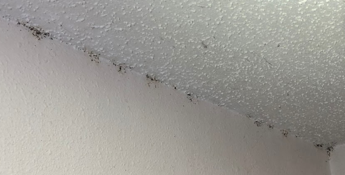 Bed Bugs On Your Ceiling Shelly Lighting